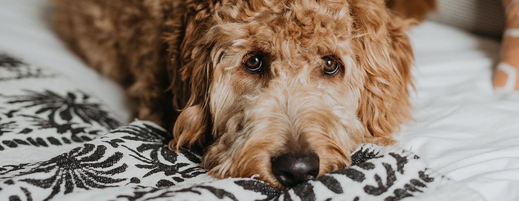 a dog lying on a bed looking